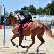 Bando scaduto selezioni cavalieri giostranti 2019